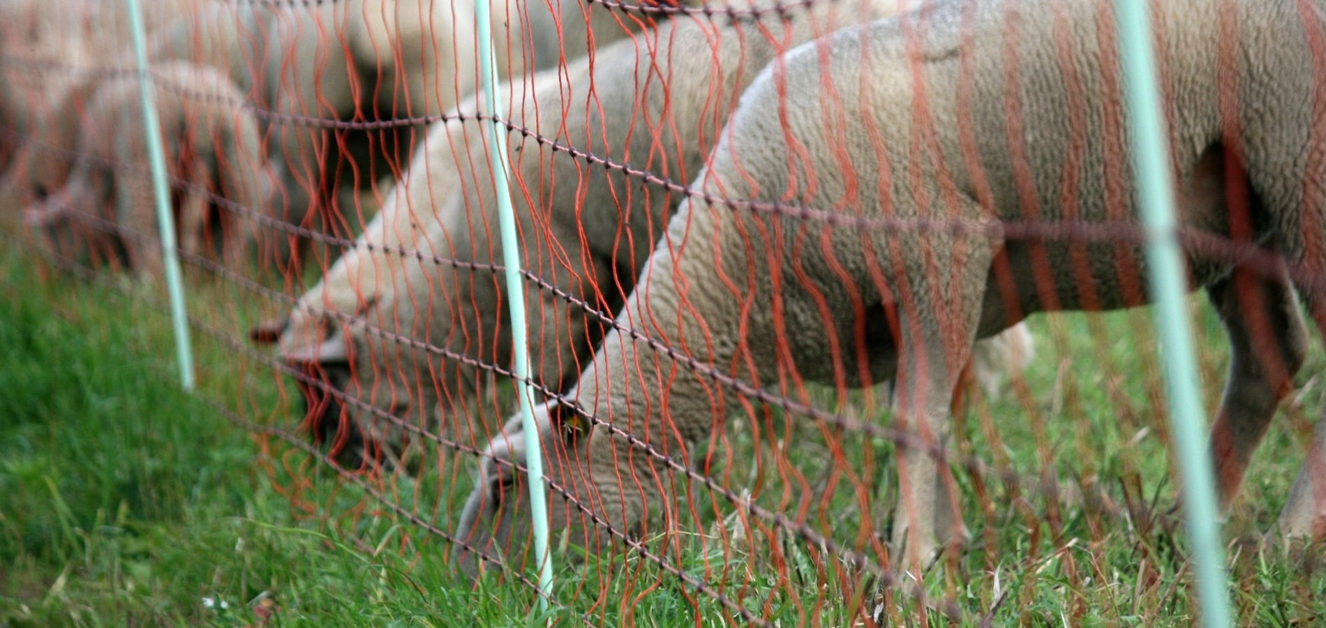 Nur für den Herdenworkshop 06/2019