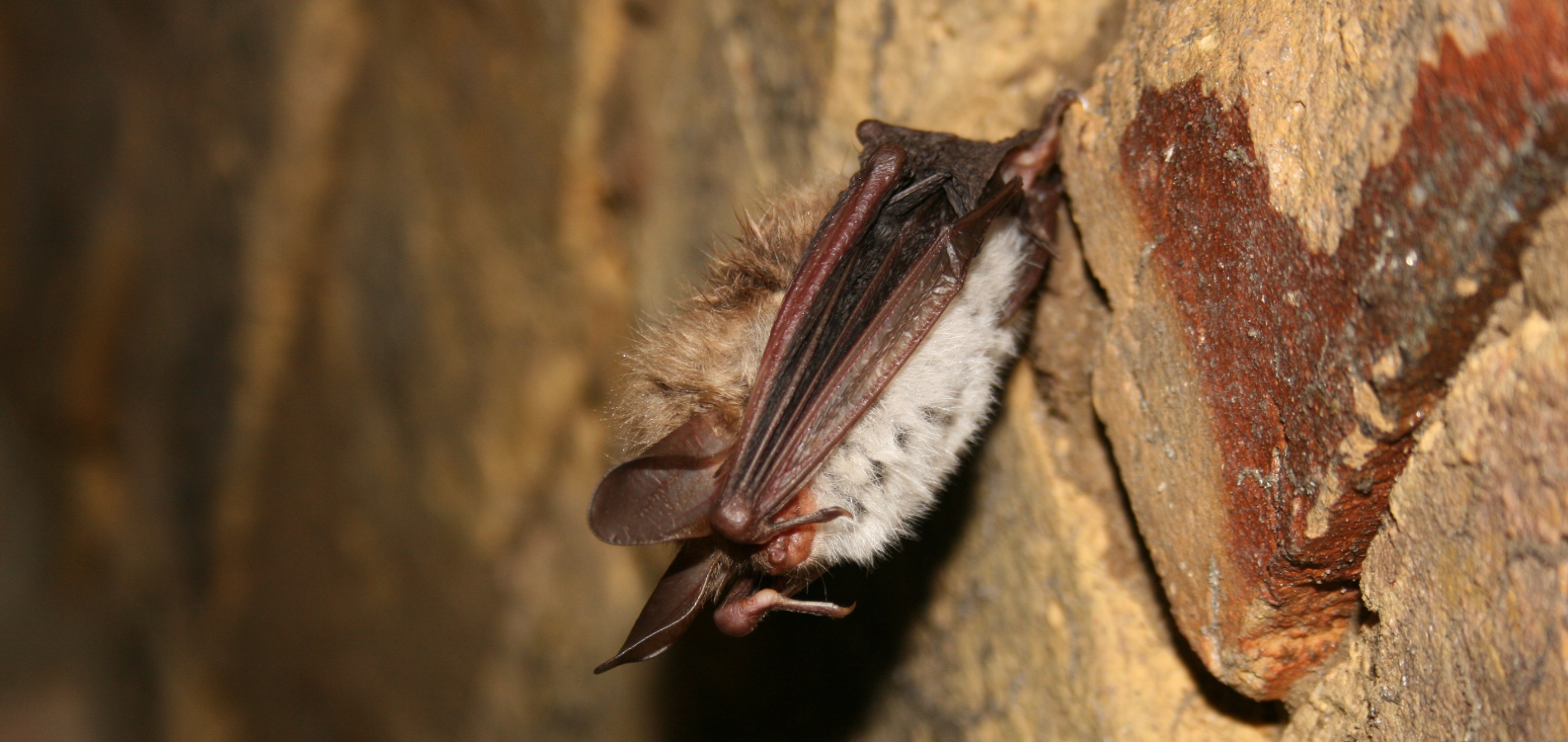 Bechsteinfledermaus im Winterquartier (C) VDH